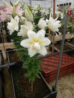 [4609 VZ W09 0778-02 No01.JPG]